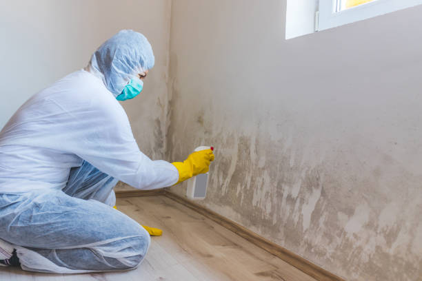 Licensed Black Mold Removal service in Dorchester, MA - WQB Mold Removal