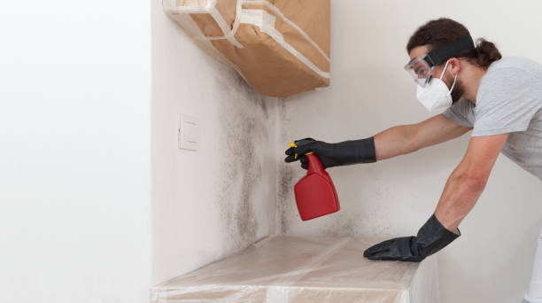 Professional Black Mold Removal technician working in Dorchester, MA