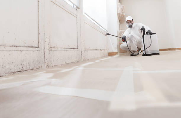 Trusted Black Mold Removal service in Dorchester, MA - WQB Mold Removal