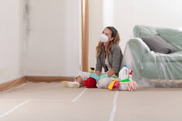 Reliable Black Mold Removal contractor in Dorchester, MA by WQB Mold Removal