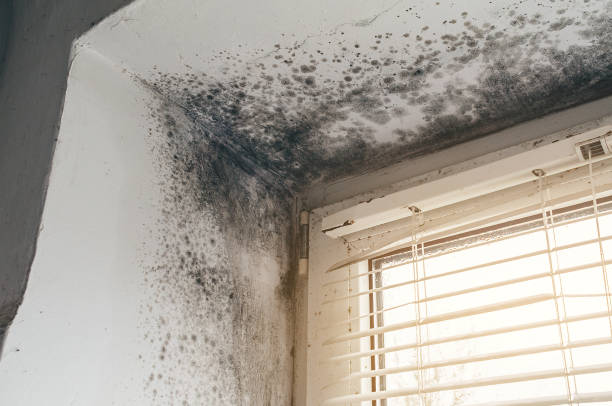 Affordable Black Mold Removal solutions in Dorchester, MA